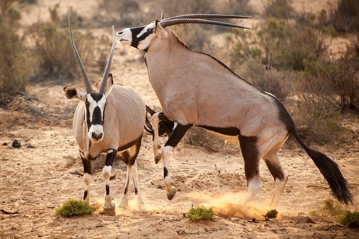 Cape Town Private, Inverdoorn Safari Tour - Overnight With Accommadation - Image 2