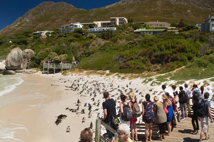 Cape Town Private, Robben Island and Cape point Tour - Image 3