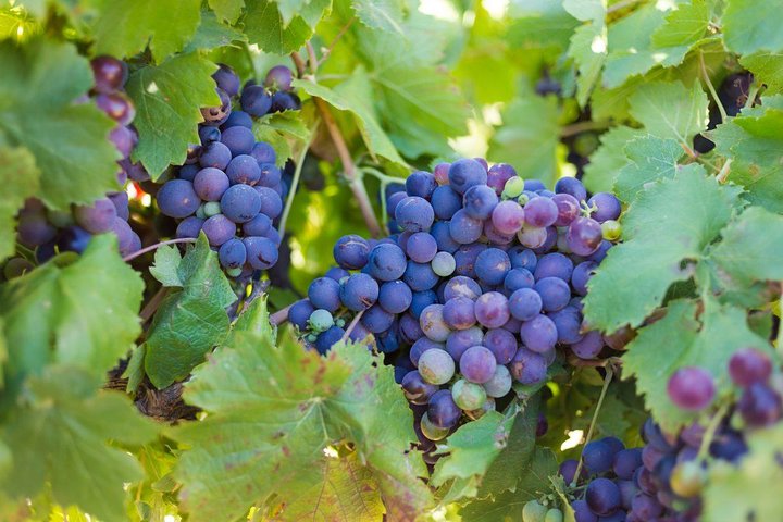 Cape town private, Robben Island and Wine Tasting Tour  - Image 5