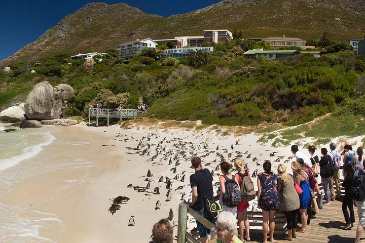 Cape Town Private Tour , Cape Peninsula Penguin  - Image 4