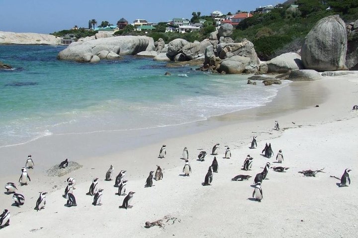 Cape Town Private Tour , Cape Peninsula Penguin  - Image 3