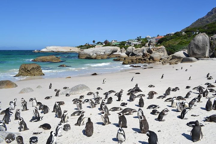(Cape Town )Private Tour - Cape Peninsula Penguin Full Day - Image 2