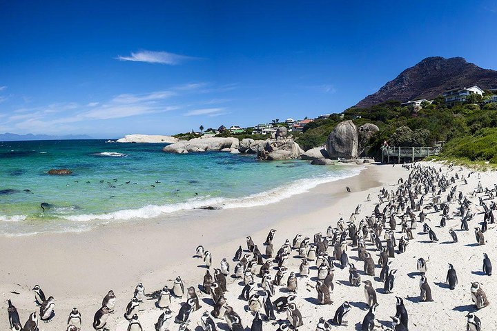 (Cape Town )Private Tour - Cape Peninsula Penguin Full Day - Image 5