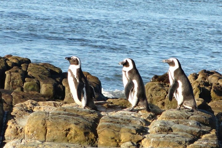 ( Cape Town Private Tour Full-Day ) Robben Island and Cape Peninsula Penguins  - Image 5