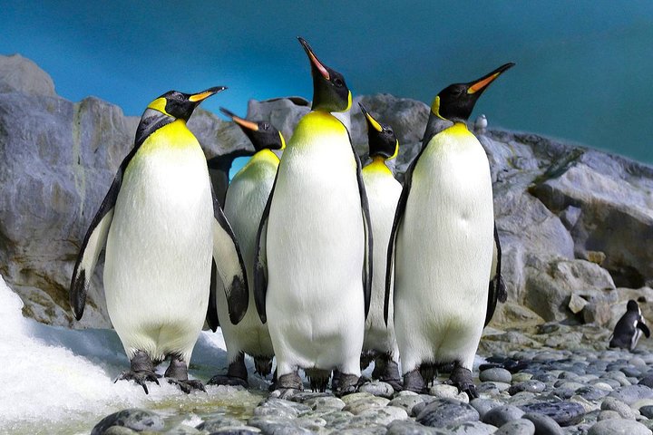 ( Cape Town Private Tour Full-Day ) Robben Island and Cape Peninsula Penguins  - Image 2
