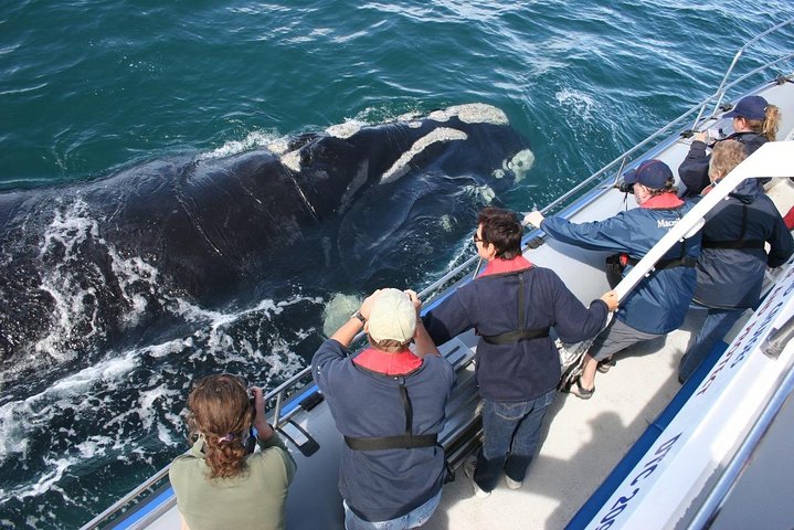 Cape Town Private Tour. Hermanus Whale Watching Full Day - Image 3