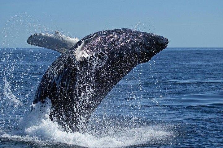 Cape Town Private Tour. Hermanus Whale Watching Full Day - Image 2