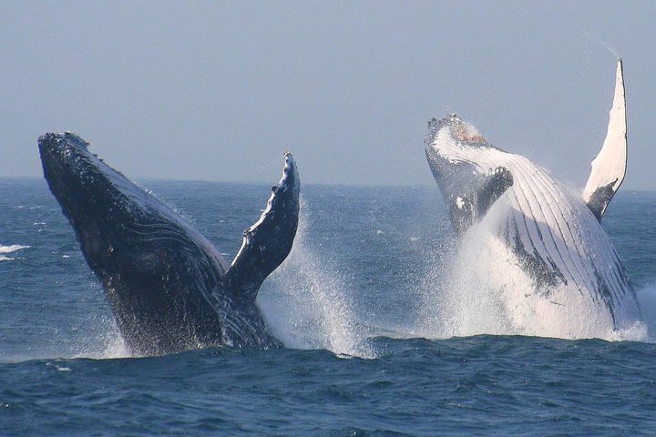Cape Town Private Tour. Hermanus Whale Watching Full Day - Image 1