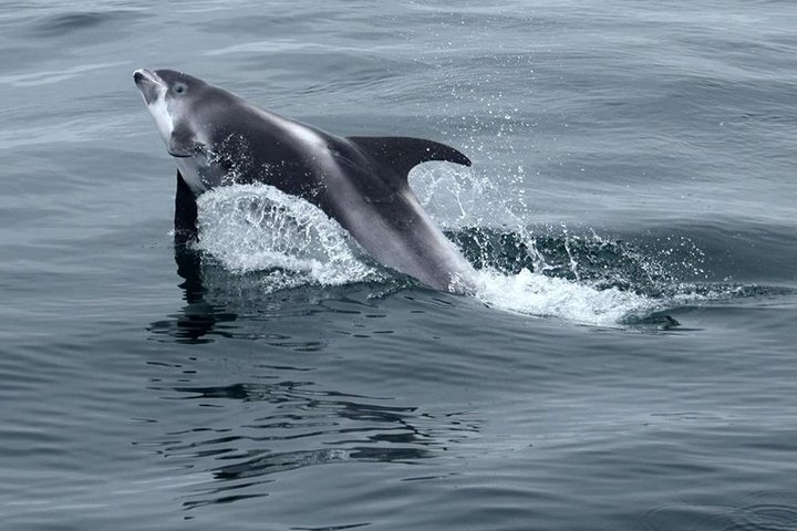 Cape Town Private Tour. Hermanus Whale Watching Full Day - Image 4