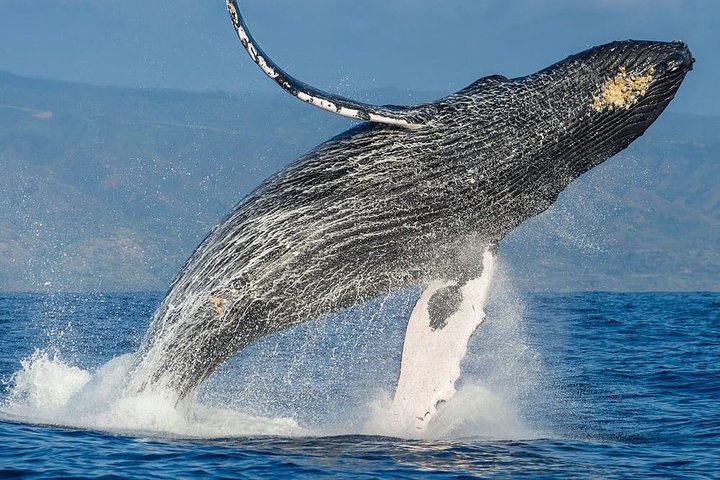 Cape Town Private Tour. Hermanus Whale Watching Full Day - Image 5