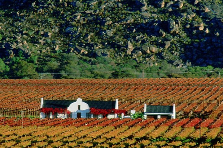 Cape Town Private Tour- Stellenbosch Winelands Full Day  - Image 5