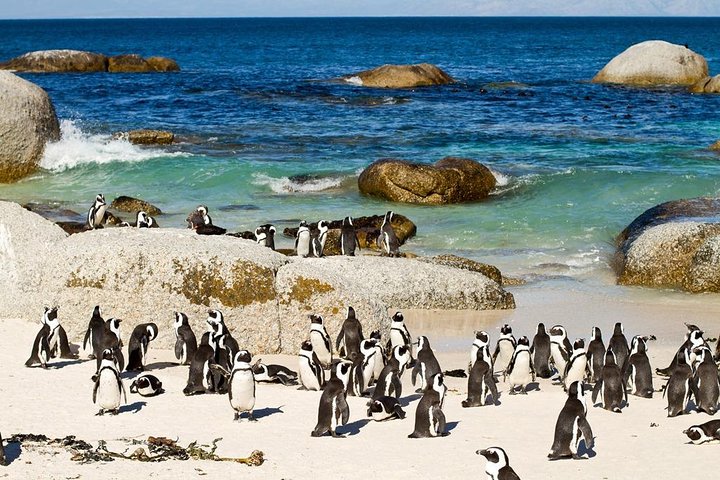 Cape Town , Private Tour: Table Mountain Cable Car & Cape Peninsula Penguins - Image 4