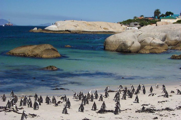 Cape Town , Private Tour: Table Mountain Cable Car & Cape Peninsula Penguins - Image 3