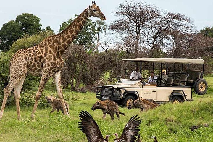 Cape town private Tour - The Best of Big five safari  - Image 1