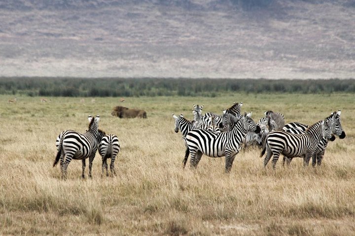 Cape town private Tour - The Best of Big five safari  - Image 5
