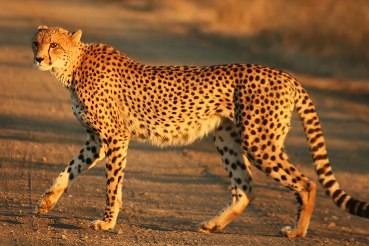 Cape town private Tour - The Best of Big five safari  - Image 3