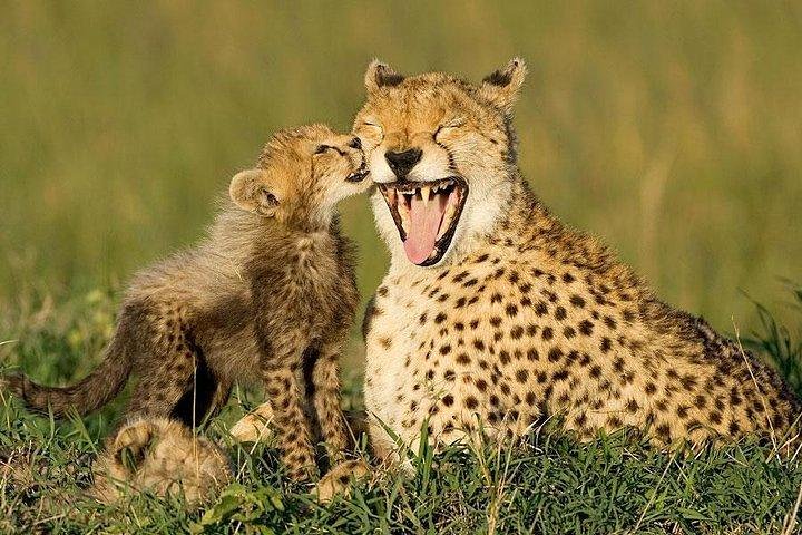 Cape town private Tour - The Best of Big five safari  - Image 4