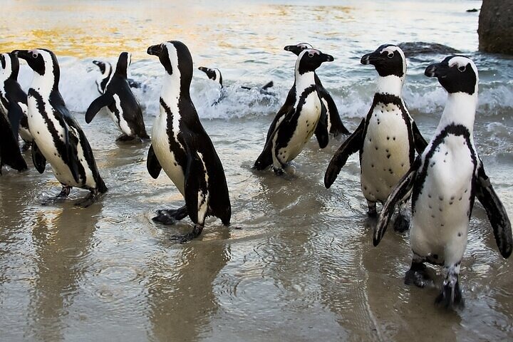 Cape Town Private Tour to Cape Point, Penguins and Table Mountain - Image 5