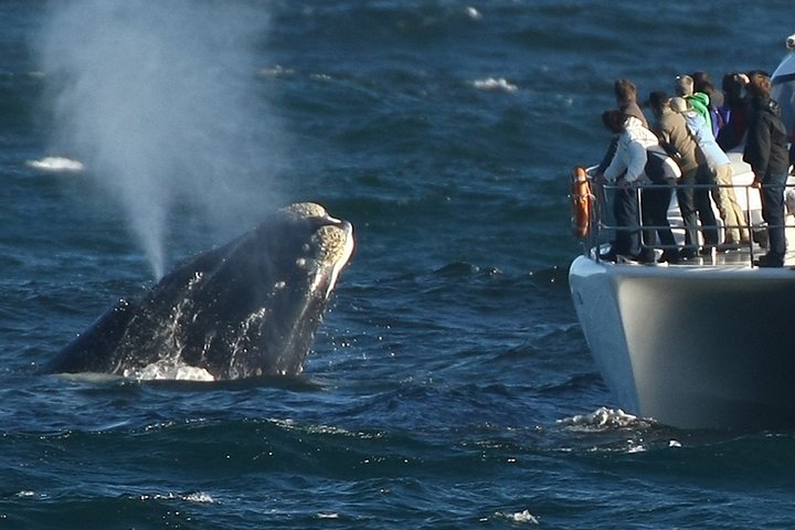 (Cape Town Private Tour ) Whale Watching Combo on Boat  - Image 3