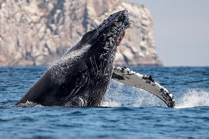 (Cape Town Private Tour ) Whale Watching Combo on Boat  - Image 4