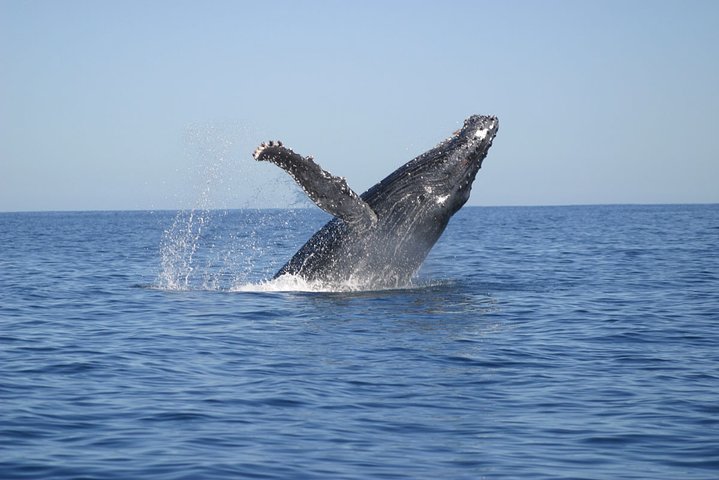 (Cape Town Private Tour ) Whale Watching Combo on Boat  - Image 5