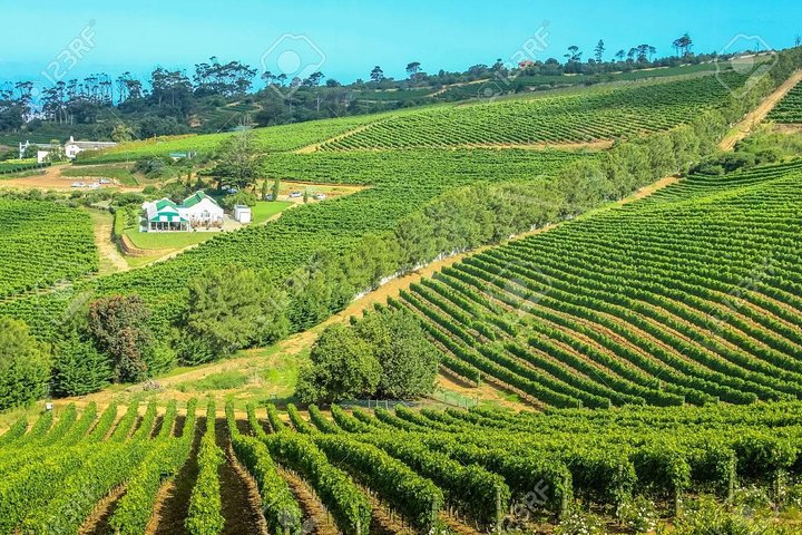 Cape Town Private, Wineland Tasting Tour  - Image 2