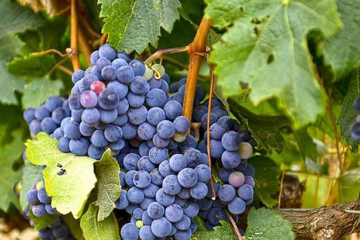 ( Cape town ) Private Winelands Tasting Full Day Tour - Image 2