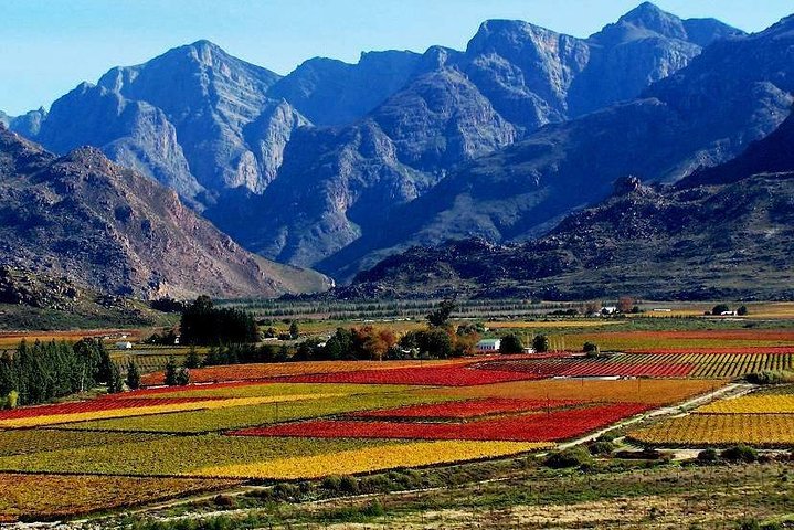 ( Cape town ) Private Winelands Tasting Full Day Tour - Image 4