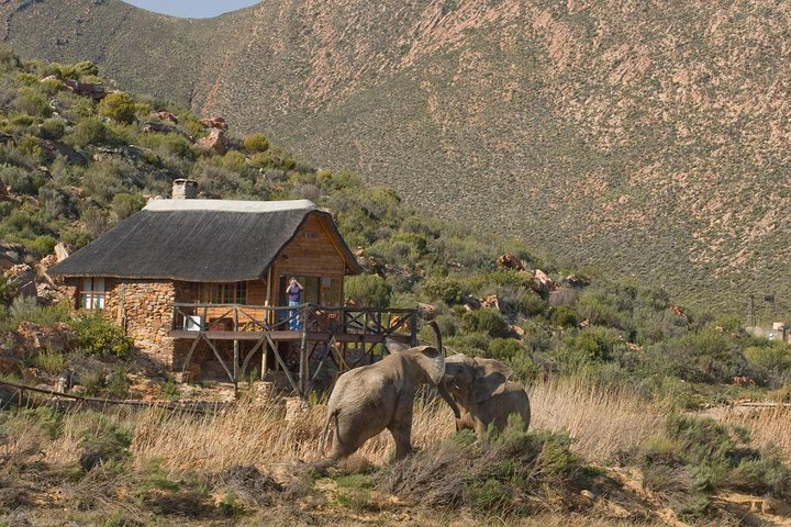 Cape Town Safari Big 5 experience all inclusive - Image 1