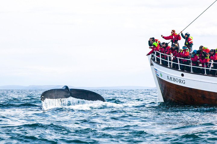 Cape Town, Shark Cage Diving Full Day Tour Combo On The Boat - Image 4
