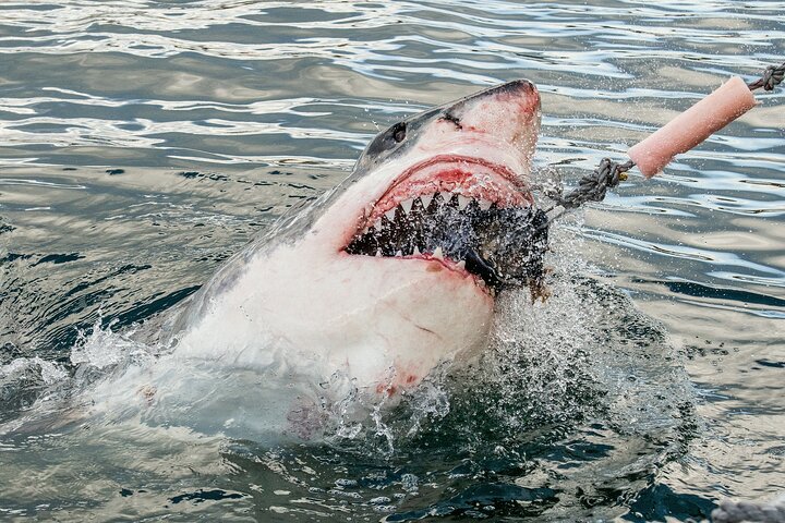 Cape Town: Shark Cage Diving & Penguins Tour to Gansbaai with private transfers - Image 1