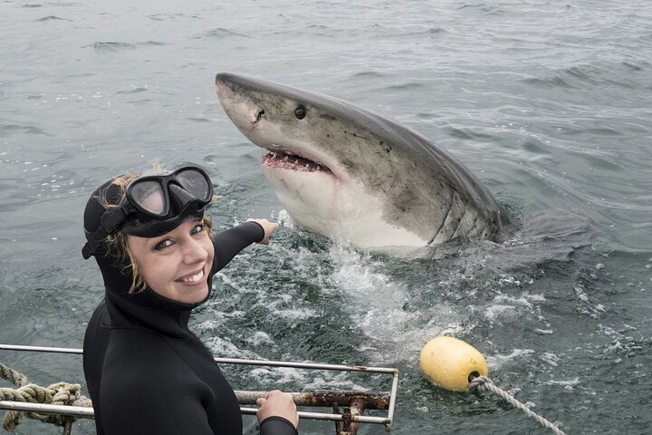 Cape Town: Shark Cage Diving & Penguins Tour to Gansbaai with private transfers - Image 2
