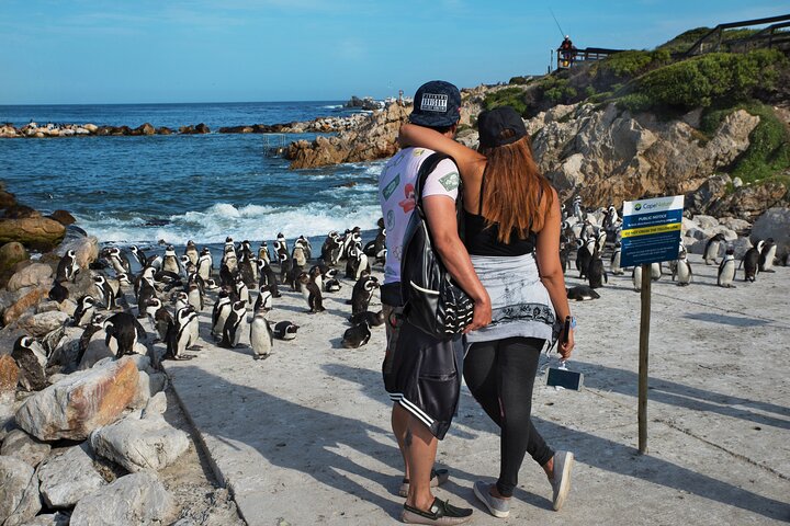 Cape Town: Shark Cage Diving & Penguins Tour to Gansbaai with private transfers - Image 4