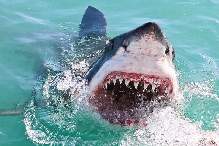 Cape Town: Shark Cage Diving & Penguins Tour to Gansbaai with private transfers - Image 5