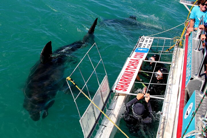 Cape Town: Shark Cage Diving & Penguins Tour to Gansbaai with private transfers - Image 3