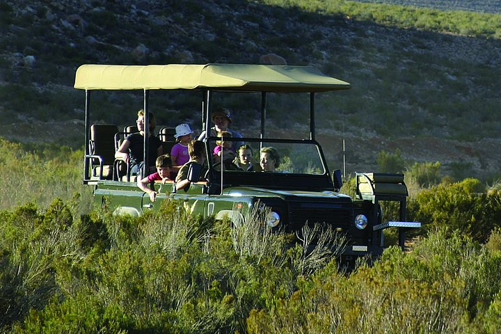 Cape Town Shore Excursion: Private Small Group Aquila Overnight - Image 3
