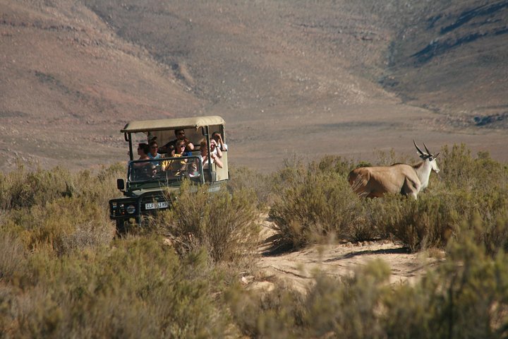 Cape Town Shore Excursion: Private Small Group Aquila Safari  - Image 4