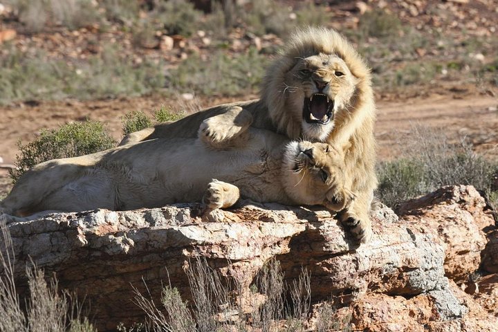 Cape Town Shore Excursion: Private Small Group Aquila Safari  - Image 1