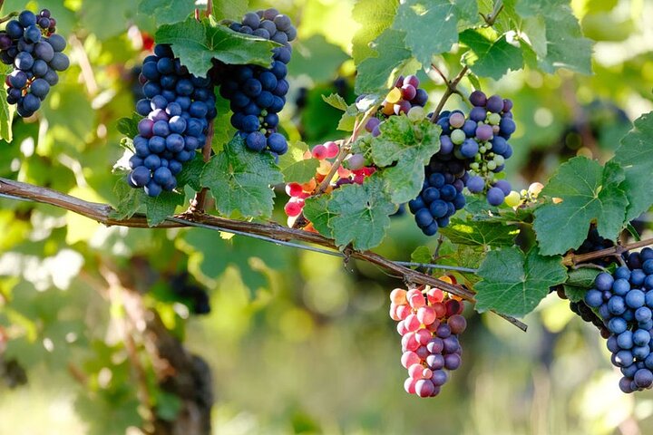 Cape Town Shore Excursion: Private Small Group Groot Constantia  - Image 4