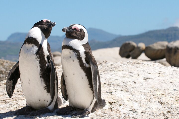 Cape Town Shore Tour: Table Mountain, Penguin & Cape Point  - Image 3