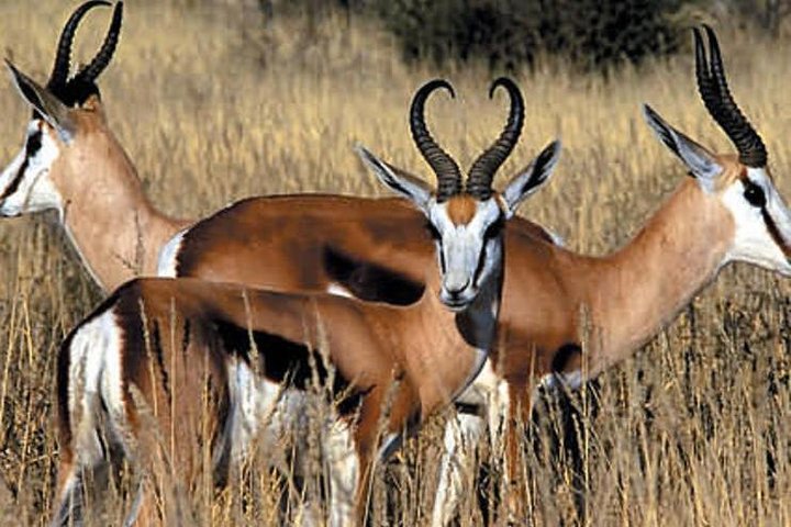 Cape Town - The best of Aquila Safari Full day Tour  - Image 3