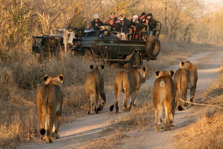 Cape Town - The best of Aquila Safari Full day Tour  - Image 2