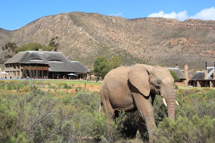 Cape Town - The best of Aquila Safari Full day Tour  - Image 4