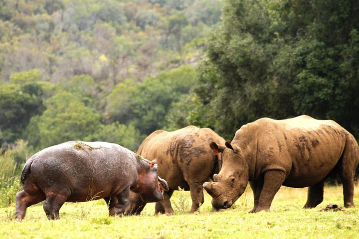 Cape Town - The best of Aquila Safari Full day Tour  - Image 5