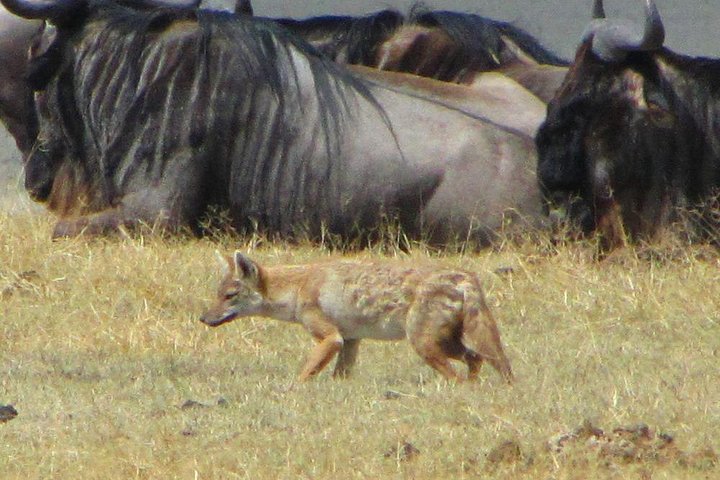 Cape Town - The Best of Aquila Safari Tour  - Image 5