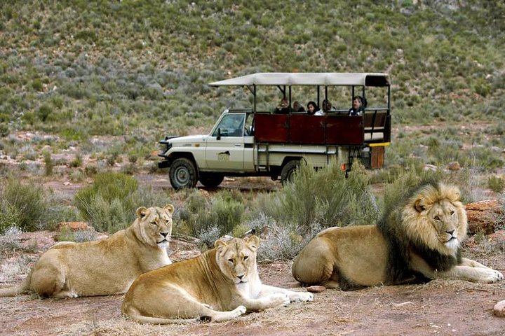 Cape Town - The Best of Aquila Safari Tour  - Image 1