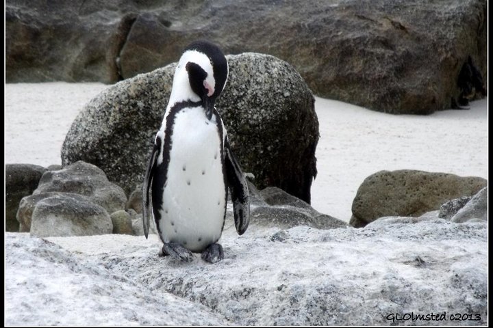 Cape Town - The Best of Aquila Safari Tour  - Image 4