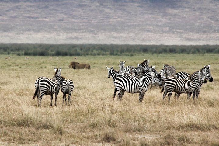 Cape Town - The Best of Aquila Safari Tour  - Image 3
