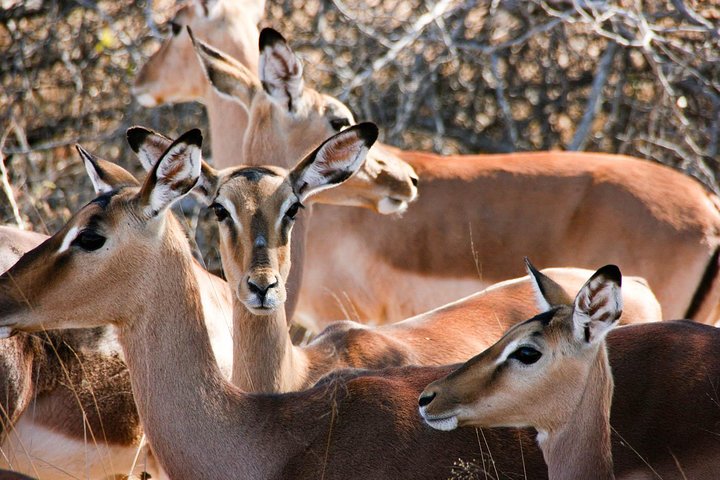 Cape Town, to Knysna 3 Days 3 Nights with Luxury Accommodation (4 Star)  - Image 3