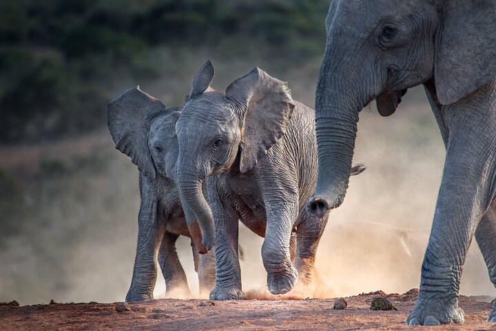 Cape Town to Kruger National Park private tour - Image 5